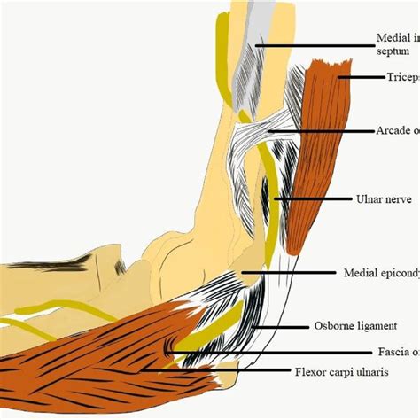 1 Patient Description Of Ulnar Nerve Pain At The Elbow Image Courtesy