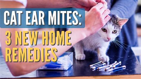 New Video New Remedies Cat Ear Mites Cat Remedies