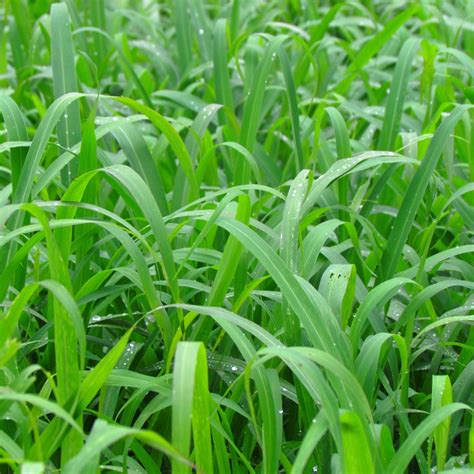 Forage Seeds Pasture Seeds Perennial And Annual Seeds Brasuda