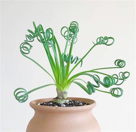 Check spelling or type a new query. Albuca Spiralis - Frizzle Sizzle