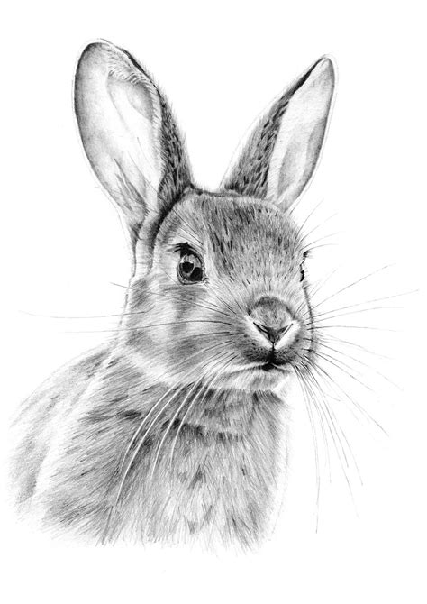 Rédigé par des auteurs spécialisés ooreka. Pencil bunny from EatSleepDraw | Painting en 2018 ...