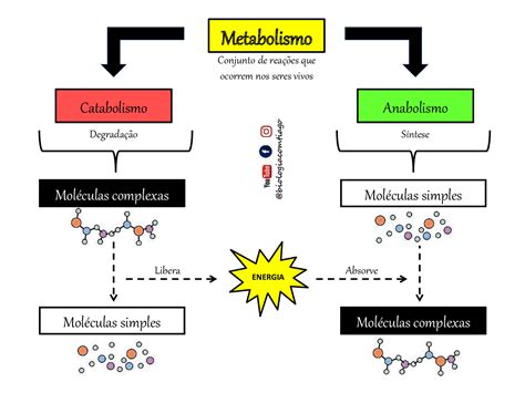 O Processo Metabólico Associado à Expressão Combustíveis Ambientais é A