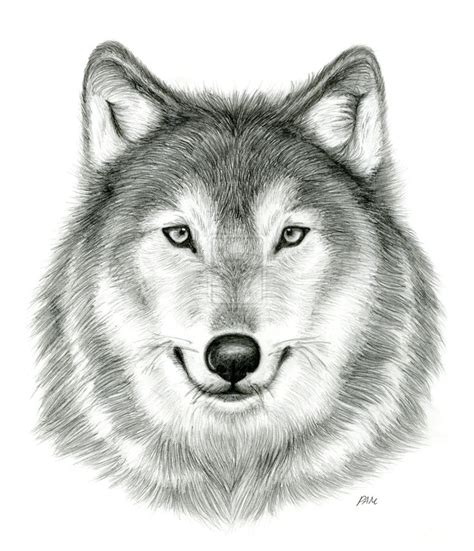 1920x1080 wolf drawing wallpaper attractive animated wolf drawing painting hd quality desktop. anime drawings in pencil - Google Search | Wolf face ...