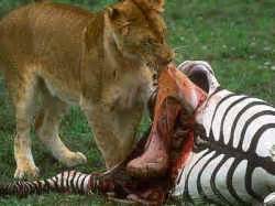 Cut, peel, and eat a mango the easy way Animals Eat Other Animals, So Why Shouldn't We? - An ...