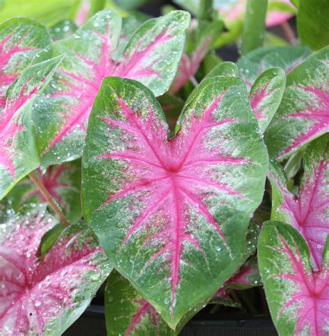 6 Tips For Growing Caladiums In Zones 5 7 Longfield Gardens