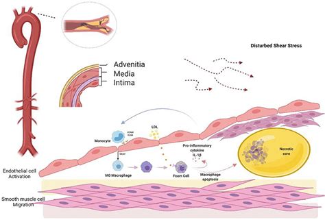 Frontiers The Induction Of Endothelial Autophagy And Its Role In The