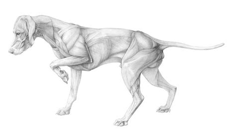 Anatomy Of A Dog On Behance Dog Anatomy Animal Anatomy Anatomy Drawing