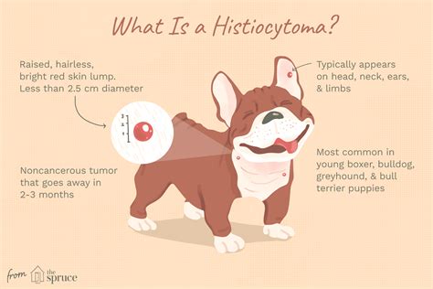 How To Treat Histiocytomas In Dogs