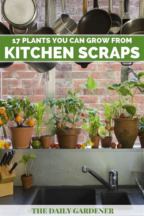 17 Plants You Can Grow From Kitchen Scraps The Daily