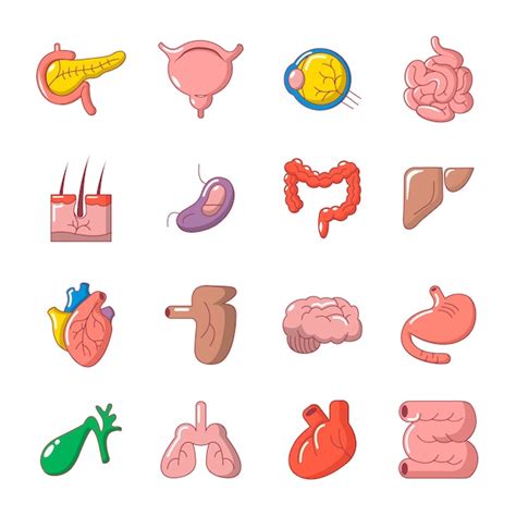 Premium Vector Internal Human Organs Icons Set