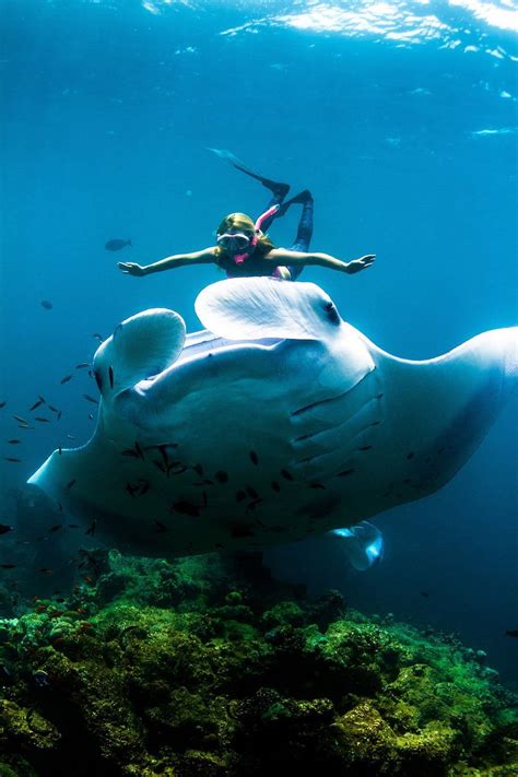Adventurer Swims With Giant Manta Rays At Night Beautiful Sea