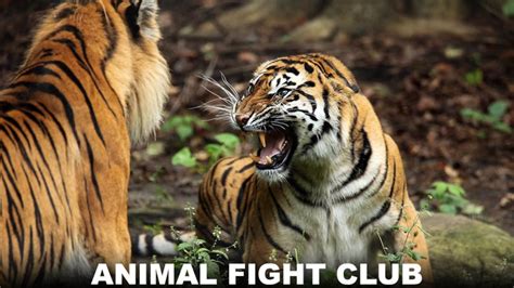 Animal Fight Club Vf Documentary Tv Passport