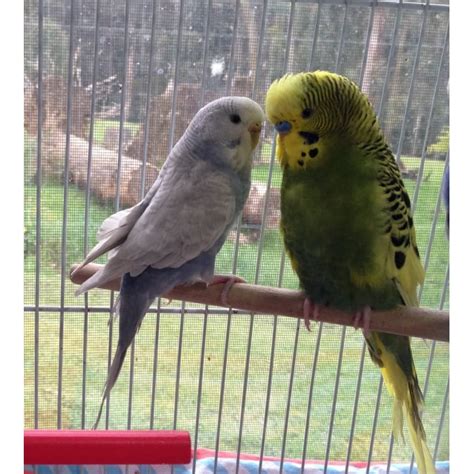 3 Budgies For Adoption Female Bird In Vic Petrescue
