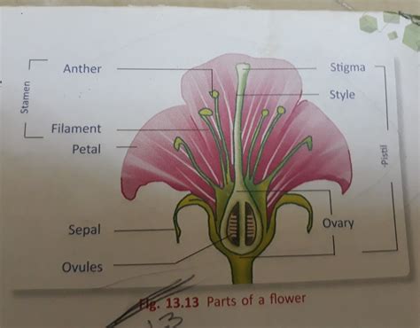Male And Female Parts Of Hibiscus Flower Biology Review