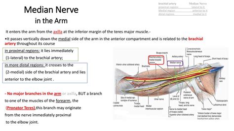 Axillary And Median Nerve Ppt Download