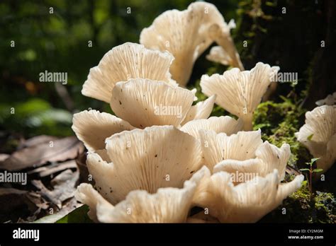 White Leafy Fungi Growing On Forest Floor Stock Photo Alamy