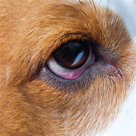 Can Dogs Get Pink Eye From Humans Symptoms And Treatment Dogs Cats