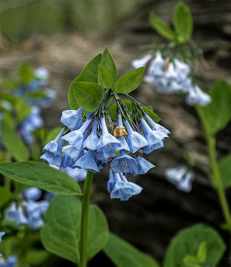 Bluebells At Riverbend Park Great Falls Va 2022 Stephen Hung