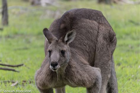 Paying Ready Attention Photo Gallery Eastern Grey Kangaroos
