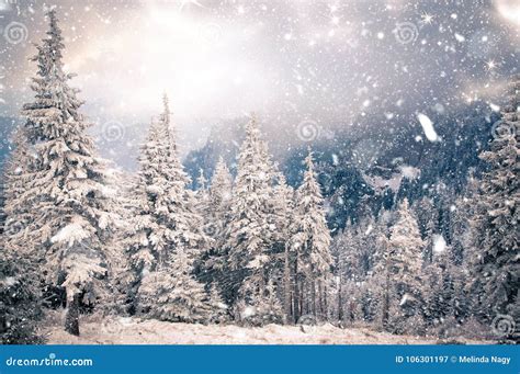 Winter Wonderland Christmas Background With Snowy Fir Trees In Stock