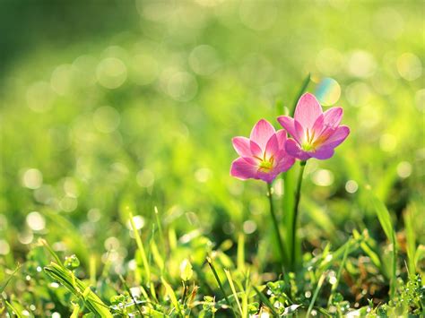 HD Nature Wallpapers, Landscape, Natural Images, Flowers ...