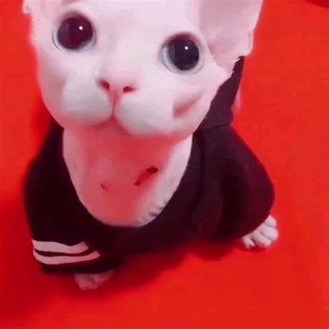 A White Cat With Big Eyes Wearing A Black Shirt
