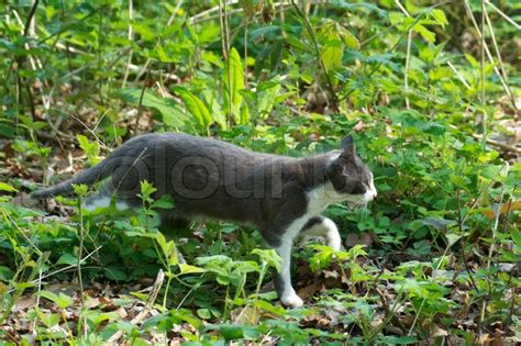 Cat Hunting Stock Image Colourbox