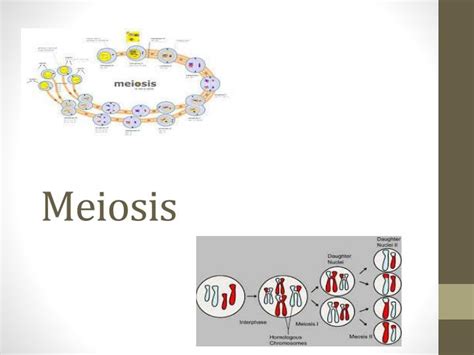 Ppt Meiosis Powerpoint Presentation Free Download Id2430464