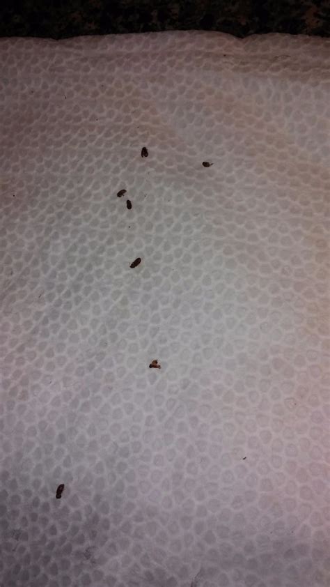 Getting Rid of Bugs in the Kitchen | ThriftyFun