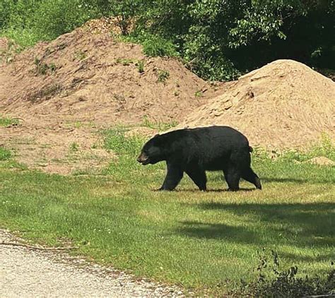 Black Bear Spotted In Godfrey Park