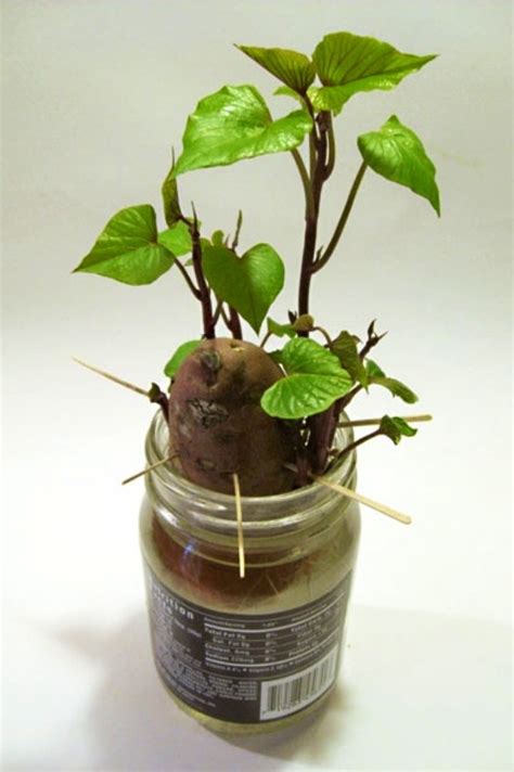 Grow A Potato Plant In A Jar Things To Makedo With Estelle Pinte