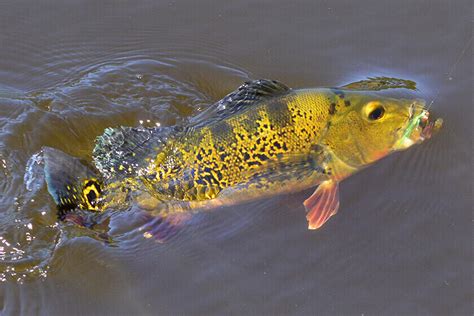 Peacock Bass Species