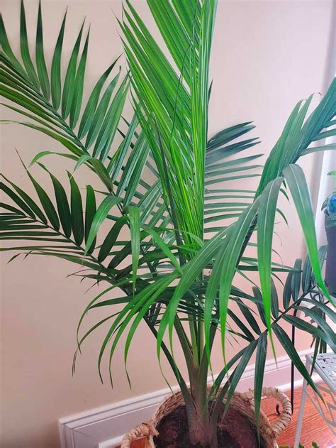 Indoor Palm Care