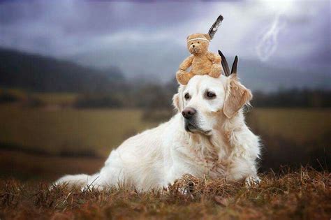 Golden And Teddy Bear Dog Friends Golden Retriever