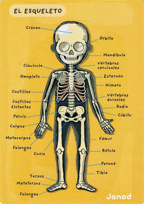 Partes Del Esqueleto Humano