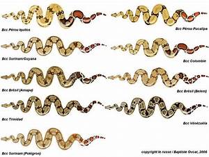Boa Constrictor Identification Ssnakess Reptile Forum Reptiles