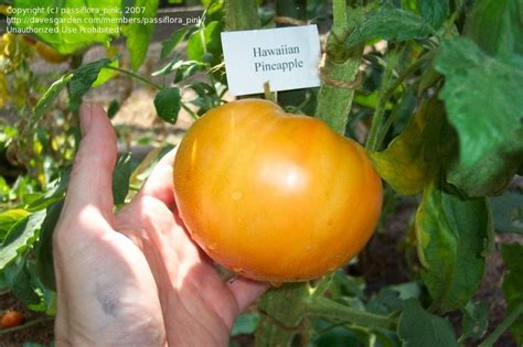 A fully grown marigold or white lily in a neighbouring flower patch will protect a growing tomato plant from. Hawaiian Pineapple Tomato Plants | Cromalinsupport