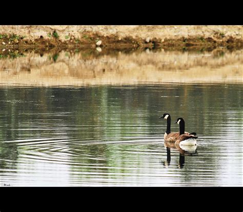 Wallpaper Reflection Geese Pond Goose Explore 23 Fp Sigma18200