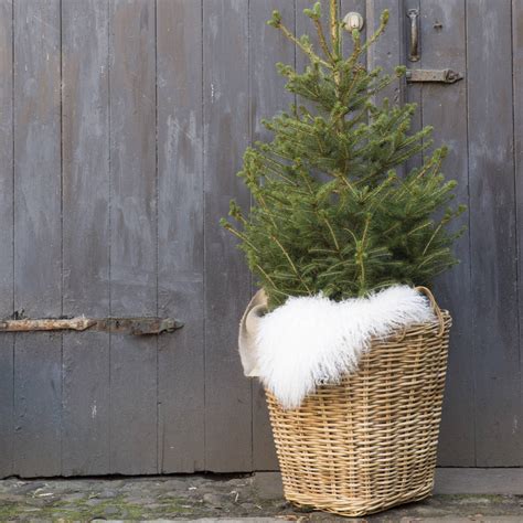 Rattan Christmas Tree Basket By Ella James