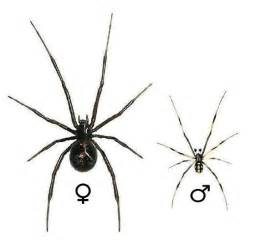 Difference Between Male And Female Black Widow Spiders