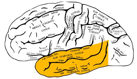 Temporal Brain Lobe Position Structure Function Role And Summary