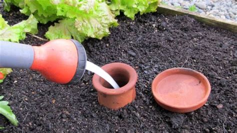 Olla Pots The Low Tech Solution To Garden Irrigation Nz