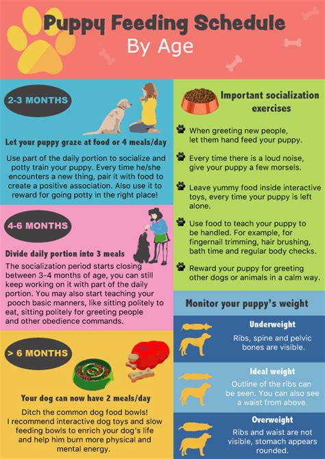 The amount a puppy should eat depends on the breed and size of the dog. Puppy Feeding Schedule: Look at the chart, follow the tips!