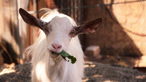 How To Raise And Care For Baby Goats