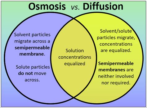 Osmosis Diffusion Venn Diagram