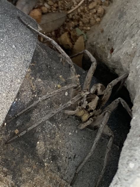 Unidentified Spider In Tucson Arizona United States