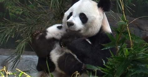 See Mother Panda Bear Hug Her Cub After Reunion