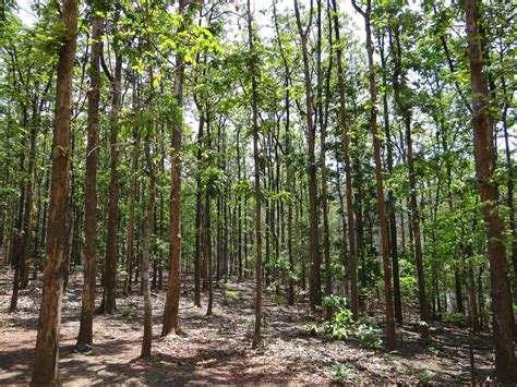 Lo Sfruttamento Delle Foreste Di Teak Del Myanmar è Per Due Terzi