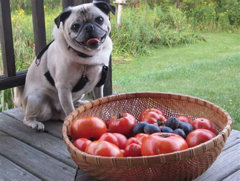 Can Dogs Eat Tomatoes Health Benefits Side Effects And Tips