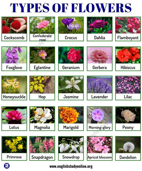 Flowers Names In English With Pictures at Michael Flint blog